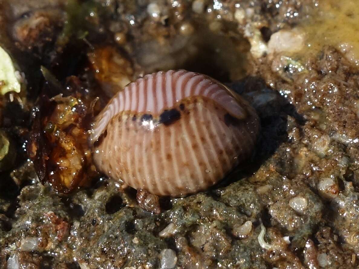 Image of European cowrie