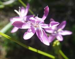 Image of Hesperantha pilosa (L. fil.) Ker Gawl.