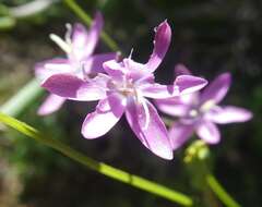 Hesperantha pilosa (L. fil.) Ker Gawl.的圖片