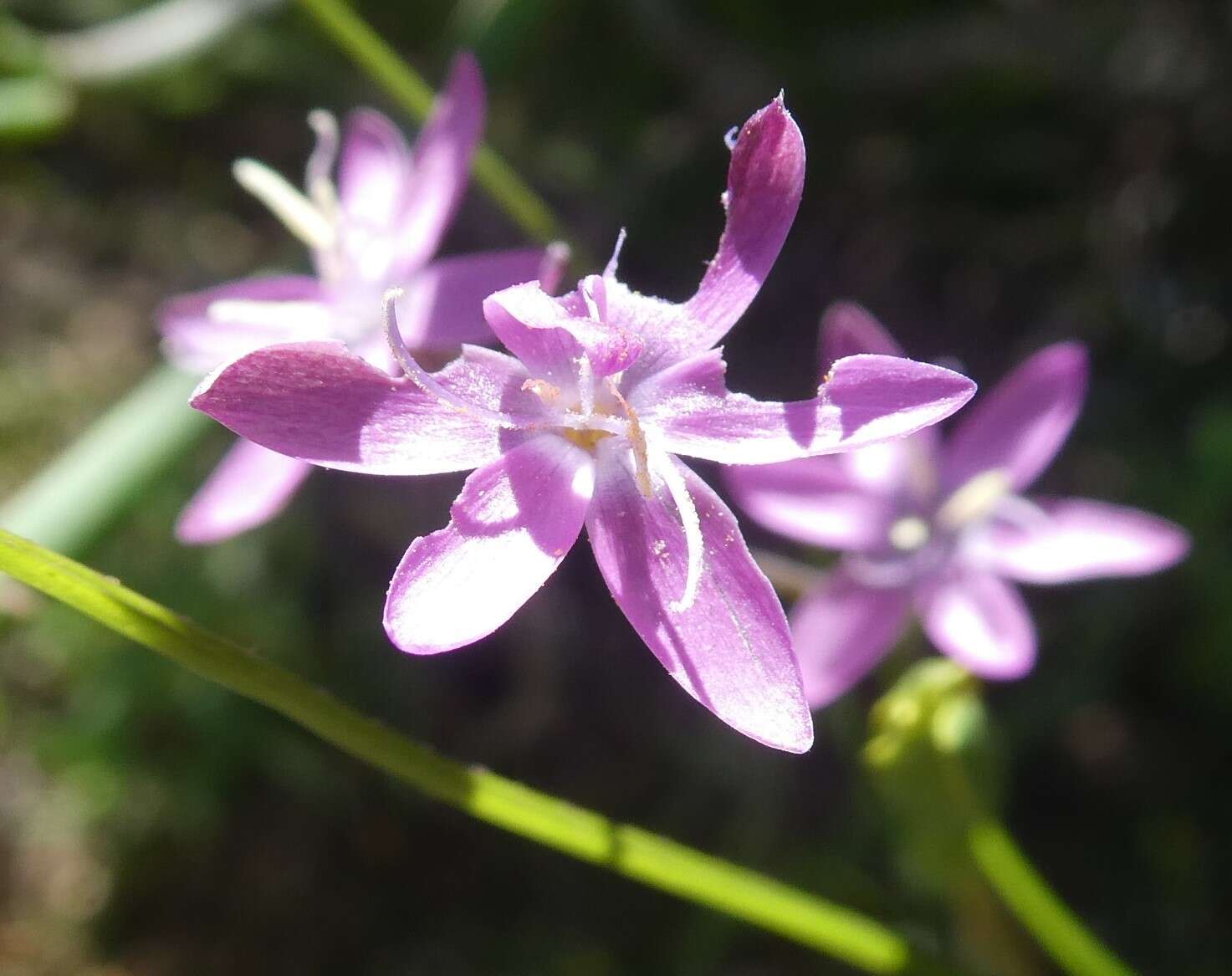 Image of Hesperantha pilosa (L. fil.) Ker Gawl.