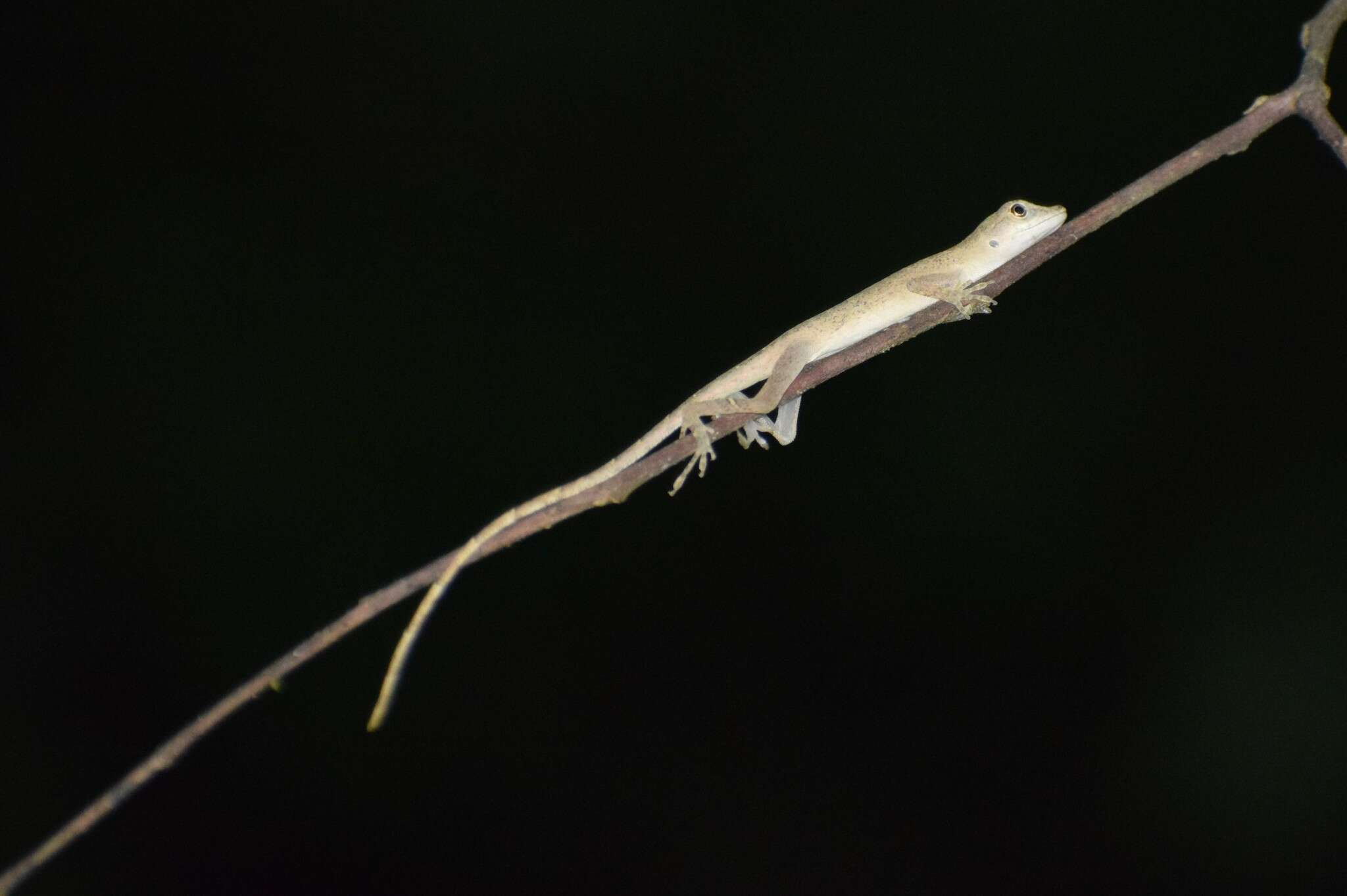 Image of Brown-eared anole