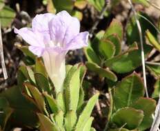 Image of Ruellia pilosa L. fil.