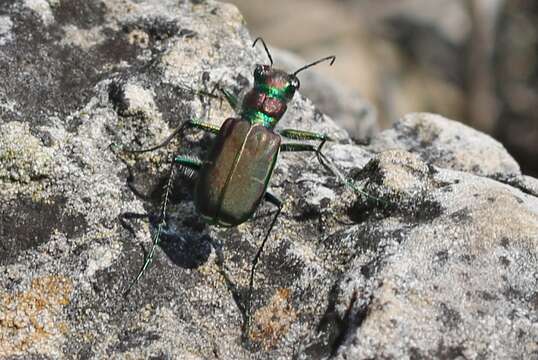 Imagem de Cicindela (Cicindela) limbalis Klug 1834