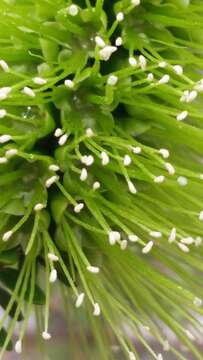 Image of dotted melaleuca