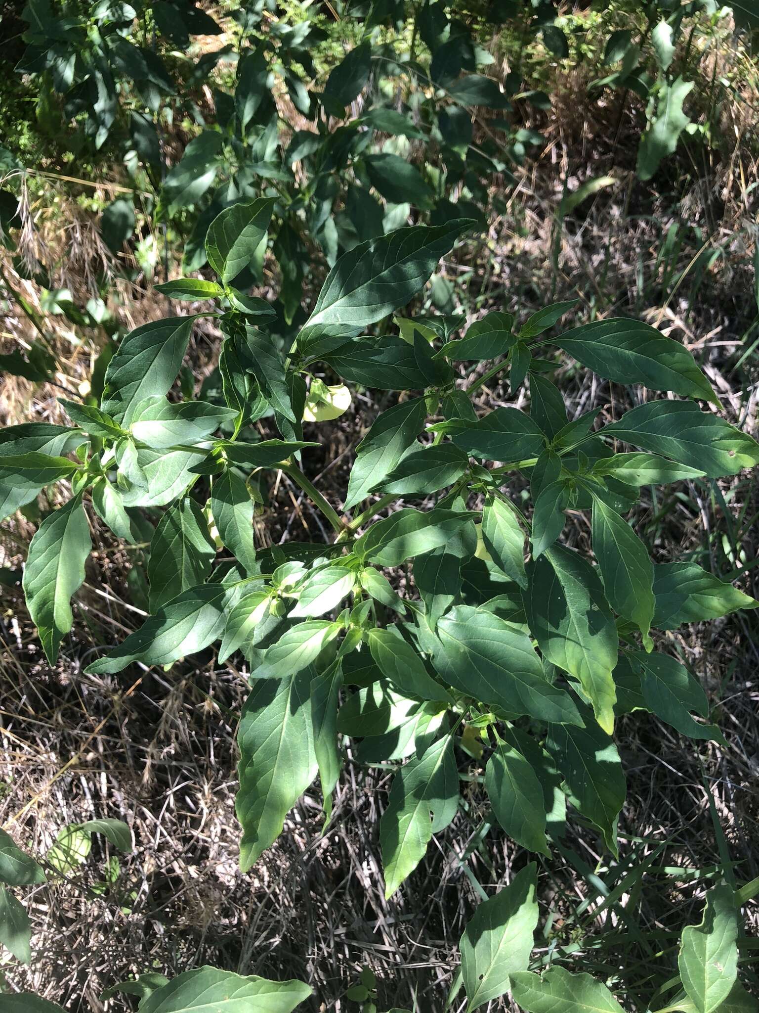 Image of <i>Physalis <i>longifolia</i></i> var. longifolia