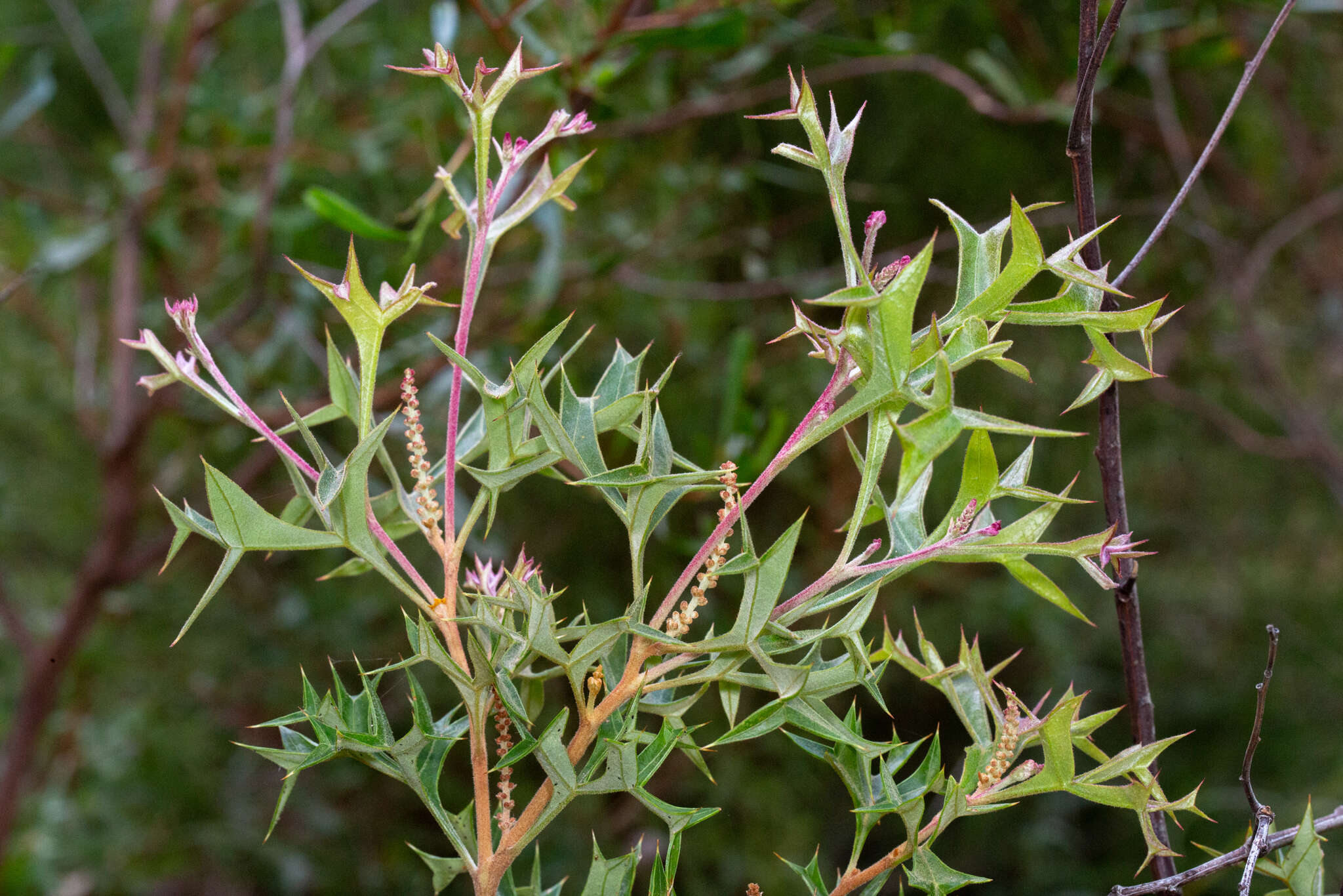 Image of Grevillea ramosissima subsp. ramosissima