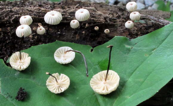 Image of Marasmius rotula (Scop.) Fr. 1838