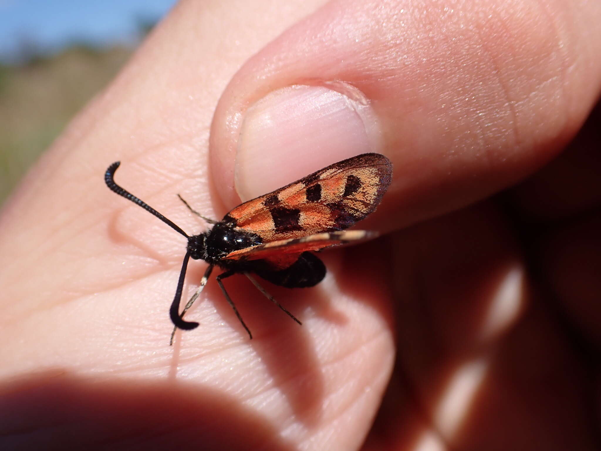 Image of Zygaena hilaris Ochsenheimer 1808