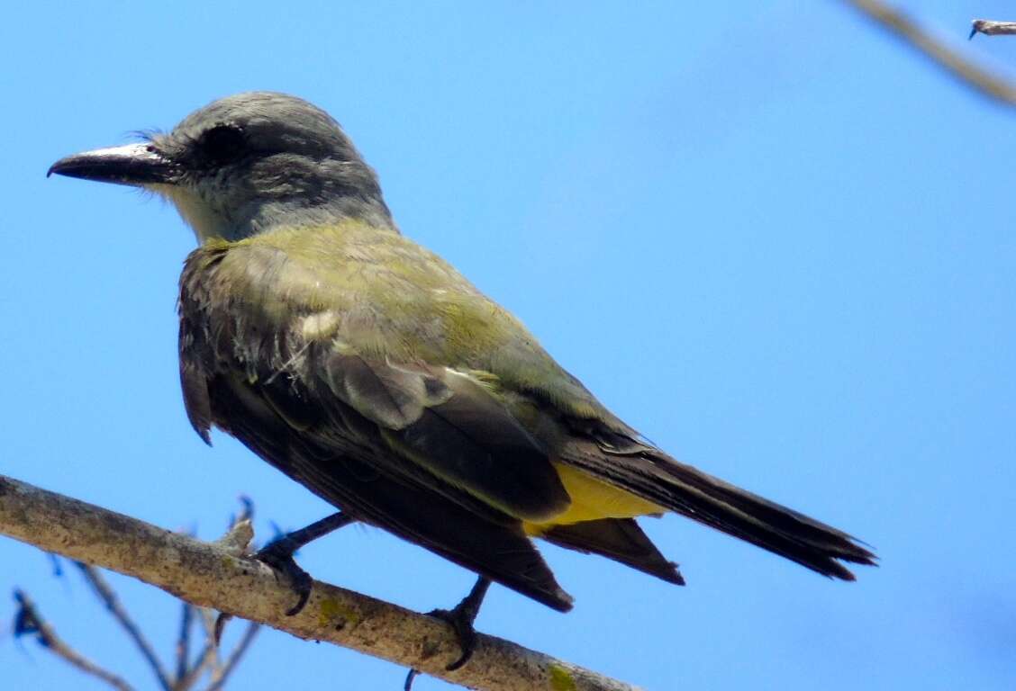 Image of Tropical Kingbird