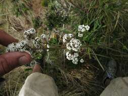 Image of Valeriana pilosa Ruiz & Pav.