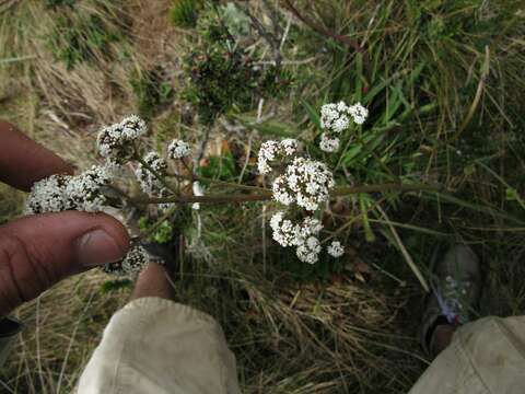 Image de Valeriana pilosa Ruiz & Pav.