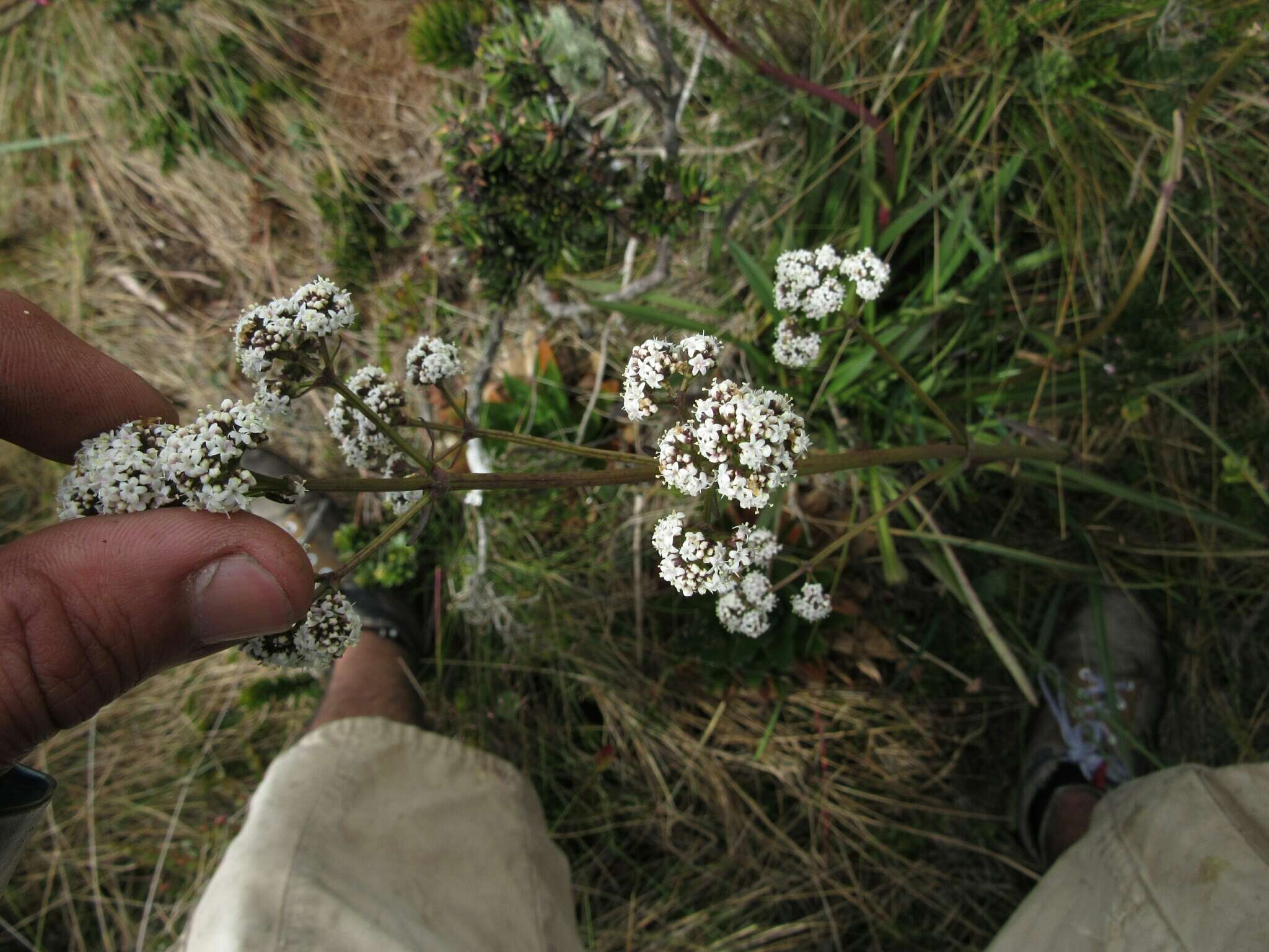 Image of Valeriana pilosa Ruiz & Pav.