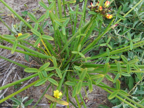 Image of Oxalis tortuosa Lindl.