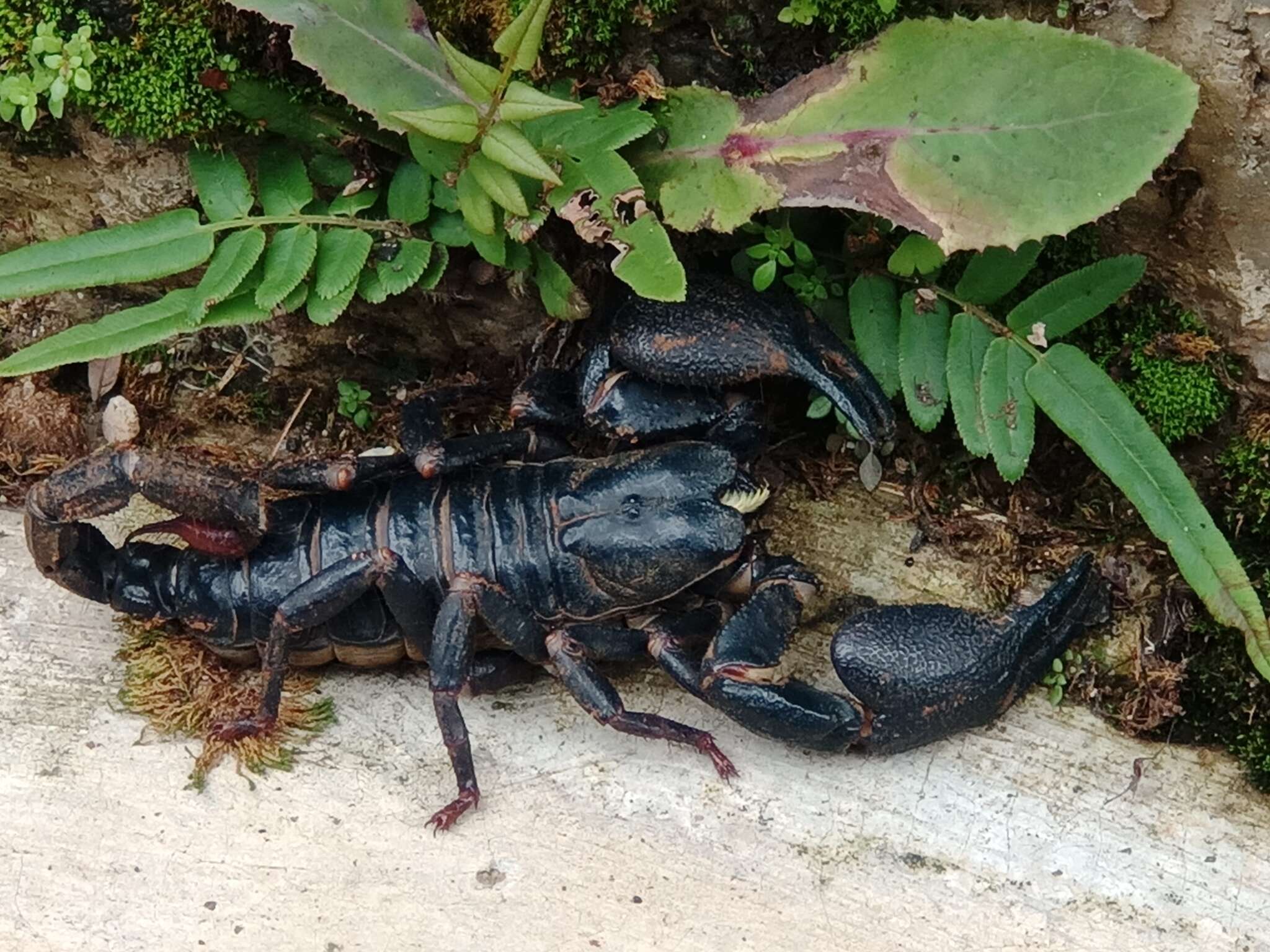 Javanimetrus cyaneus (C. L. Koch 1836) resmi