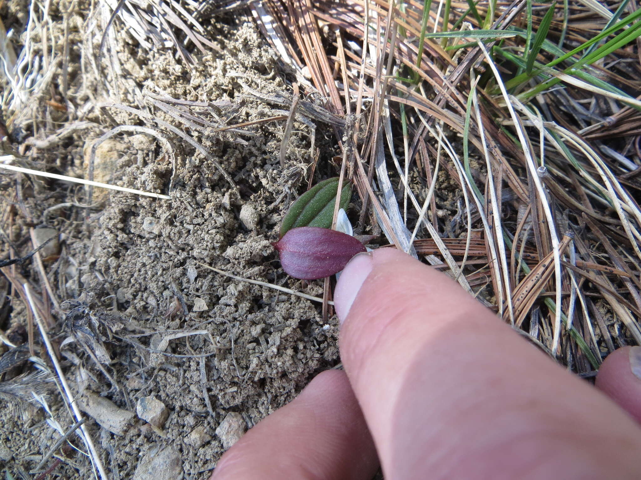 <i>Claytonia obovata</i> resmi