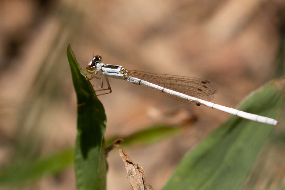 Sivun Agriocnemis argentea Tillyard 1906 kuva