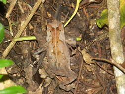 صورة Rhinella sternosignata (Günther 1858)