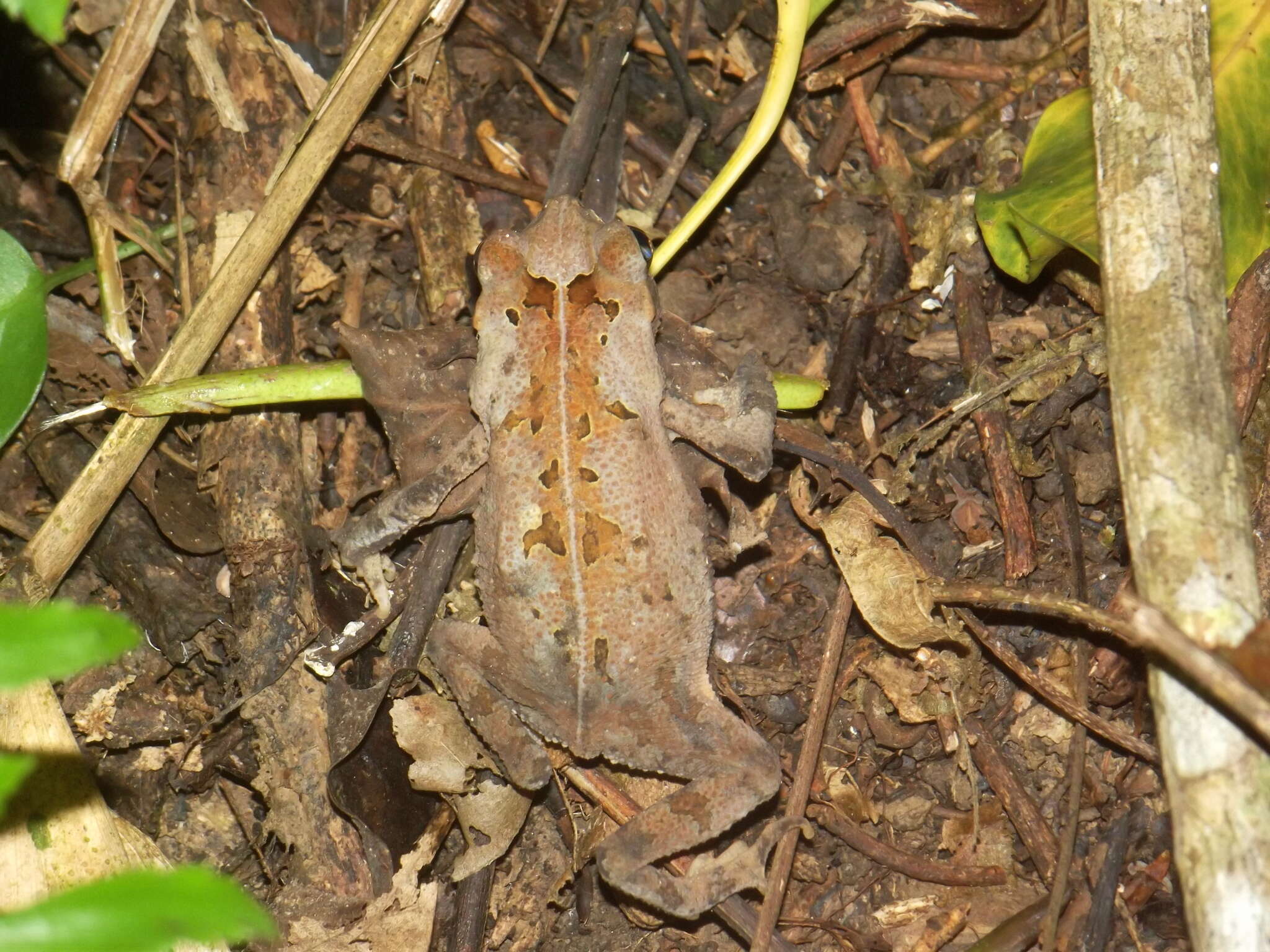 Image of Rhinella sternosignata (Günther 1858)