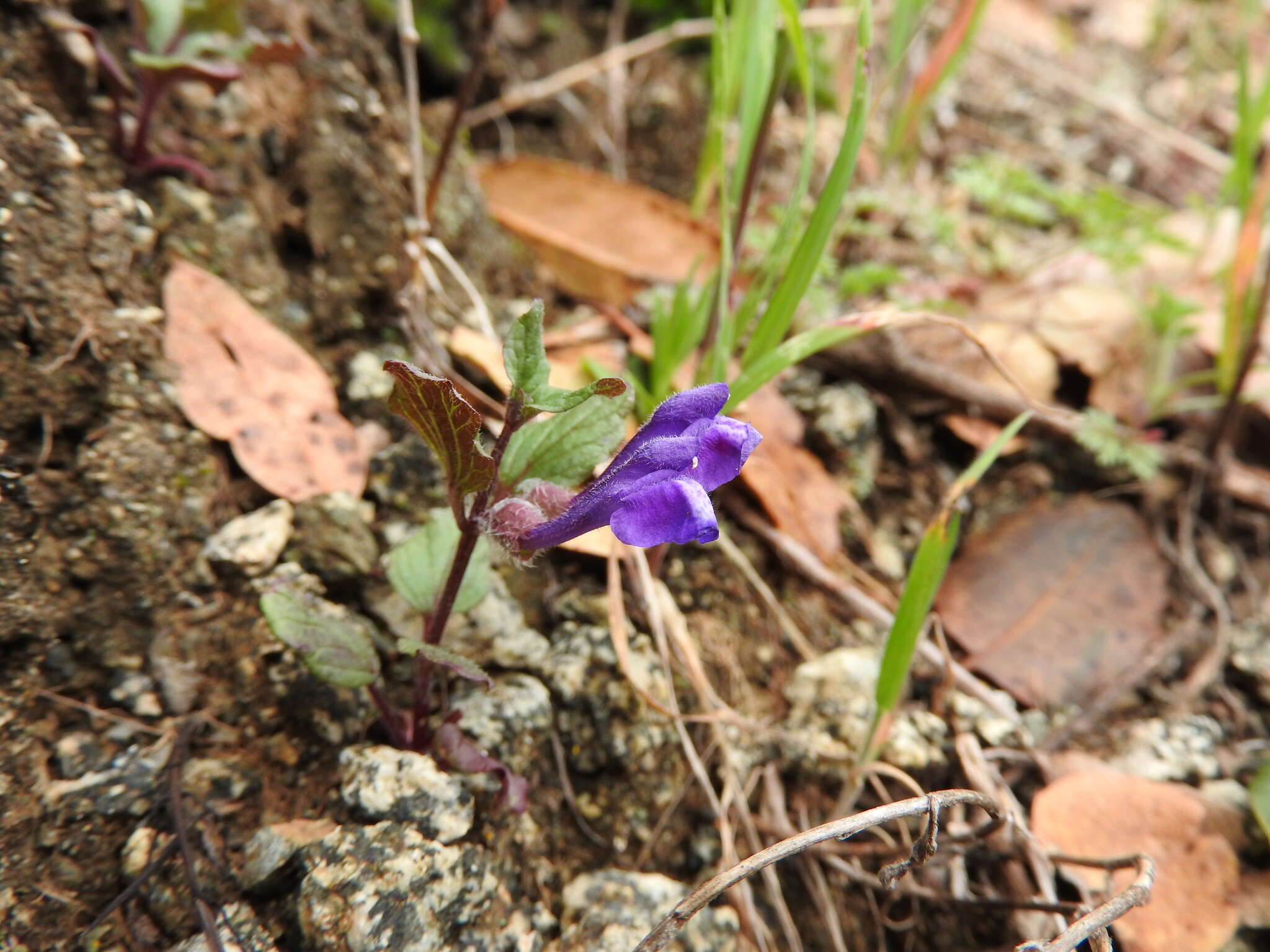 Sivun Scutellaria tuberosa Benth. kuva