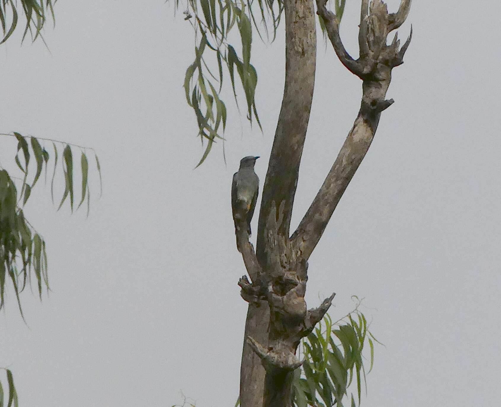 Image of Grey-bellied Cuckoo