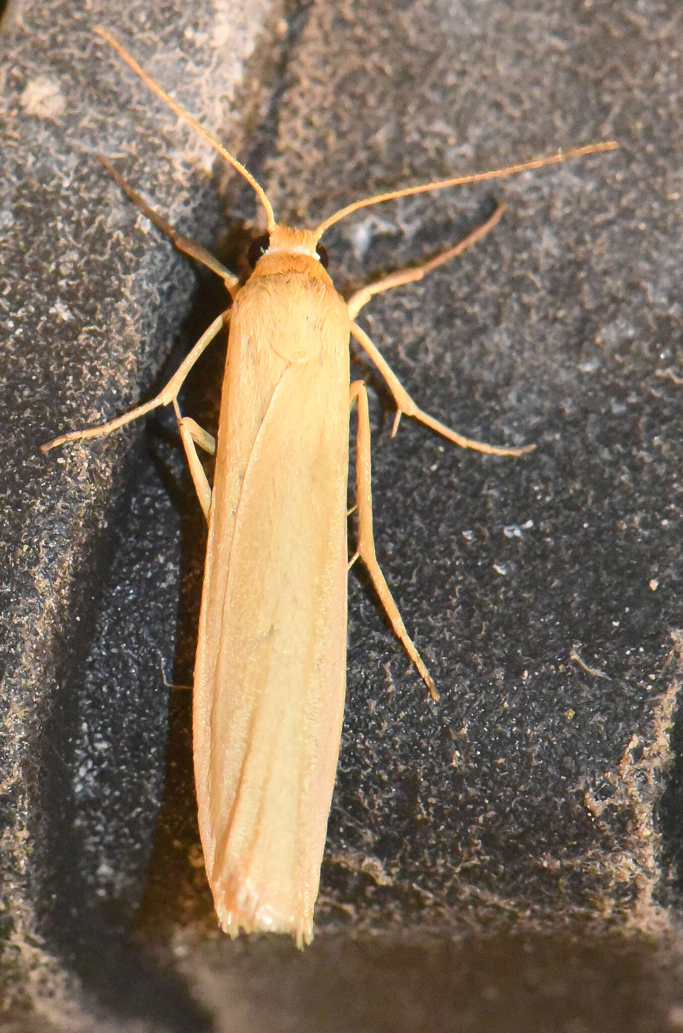 Image of Eilema pygmaeola Doubleday 1847