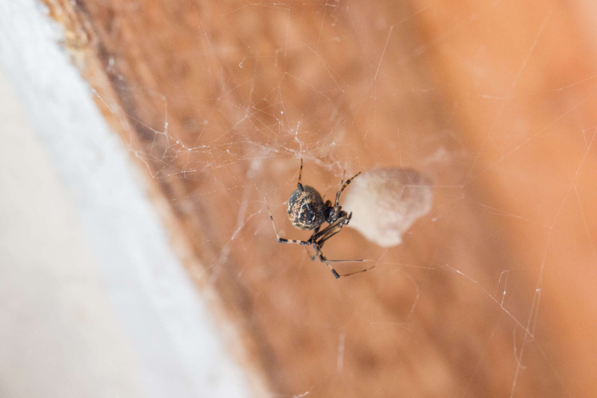 Image of Parasteatoda tabulata (Levi 1980)