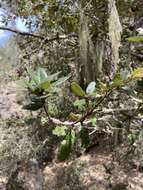 Image of island live oak