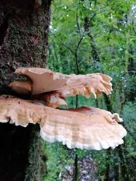 Image of Bondarzewia guaitecasensis (Henn.) J. E. Wright 1964