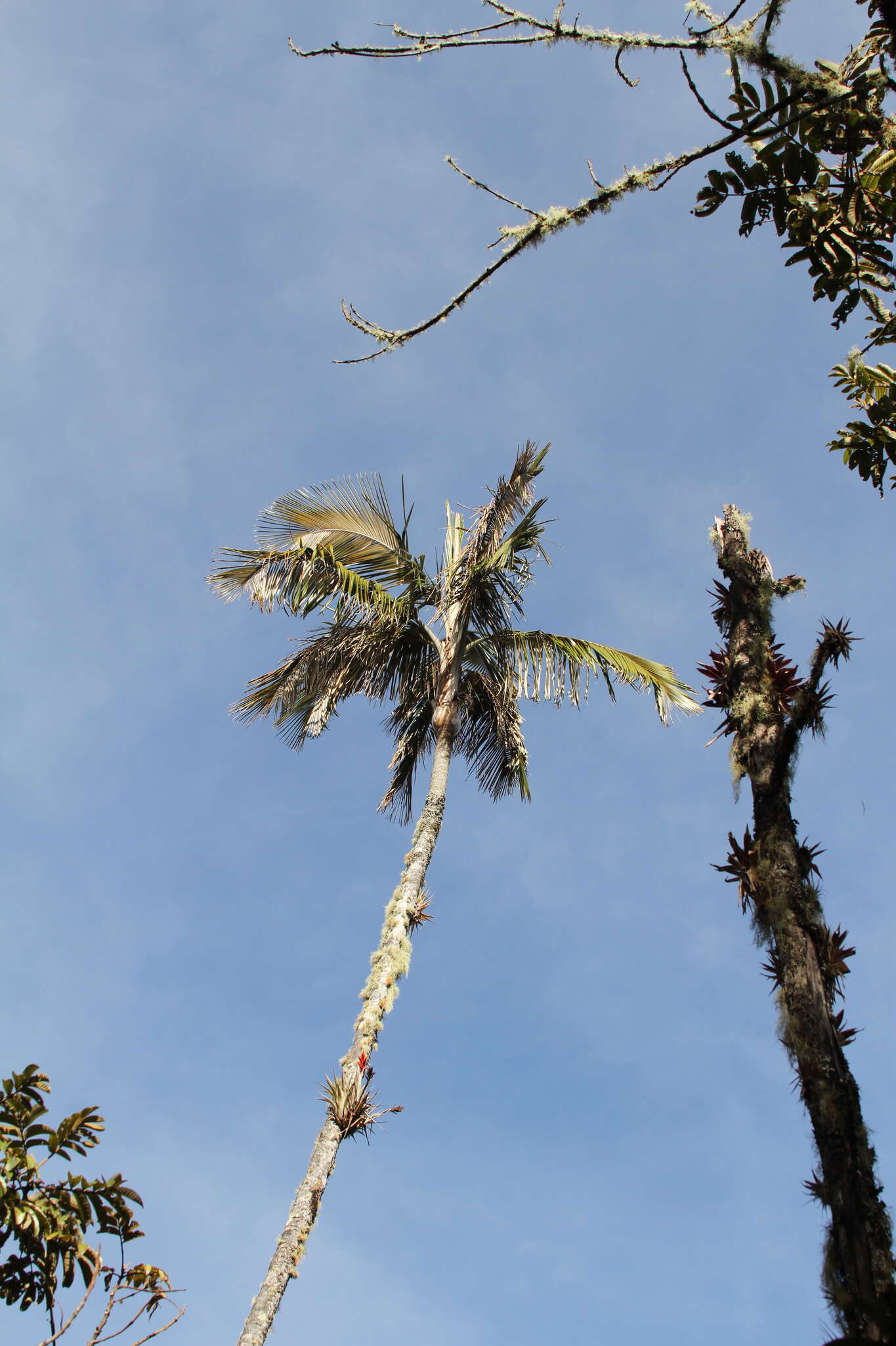 Image of Ceroxylon ceriferum (H. Karst.) Pittier