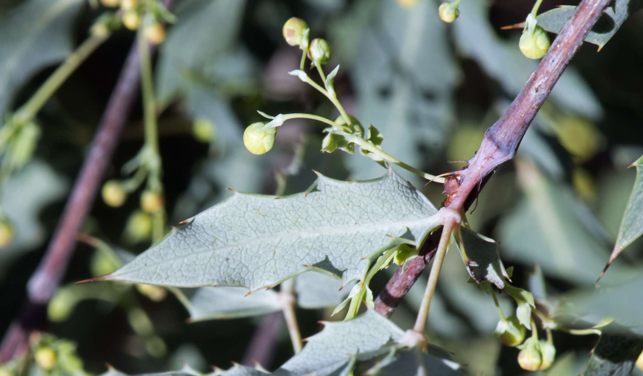 Image of Nevin's barberry