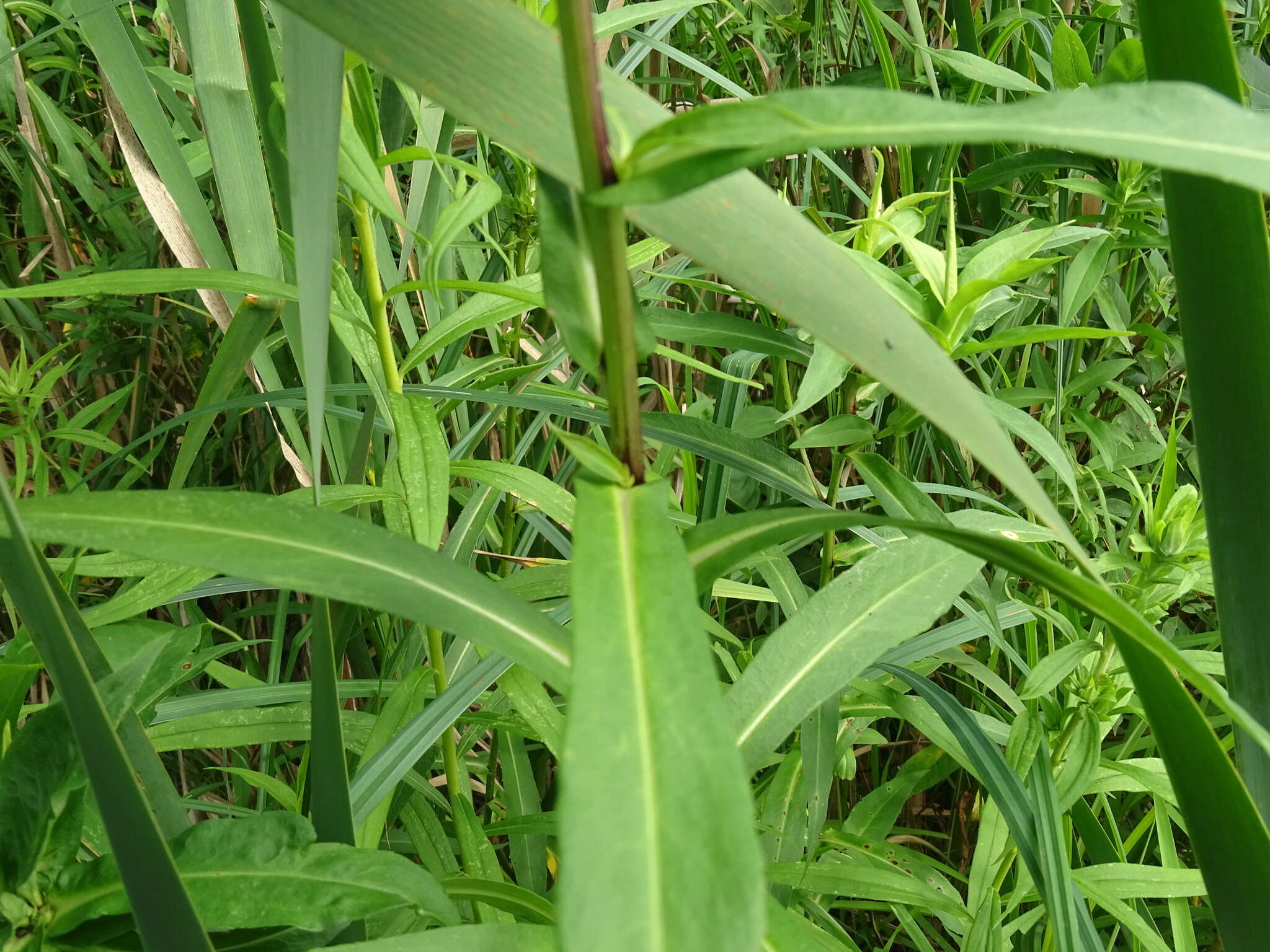 Plancia ëd Symphyotrichum firmum (Nees) G. L. Nesom