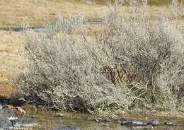 Image of wavy-leaved saltbush