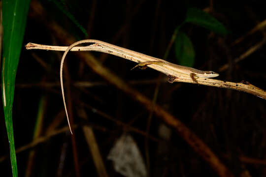 Image of Kuhne’s Grass Lizard