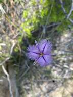 Image of Thysanotus sparteus R. Br.