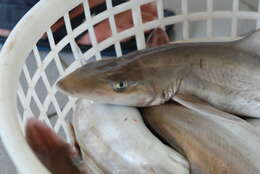 Image of Spotless Smooth-hound