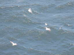 Image of Cape Gannet