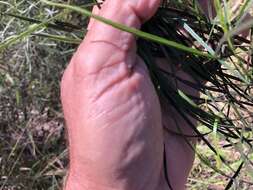 Image of Dodonaea stenophylla F. Müll.