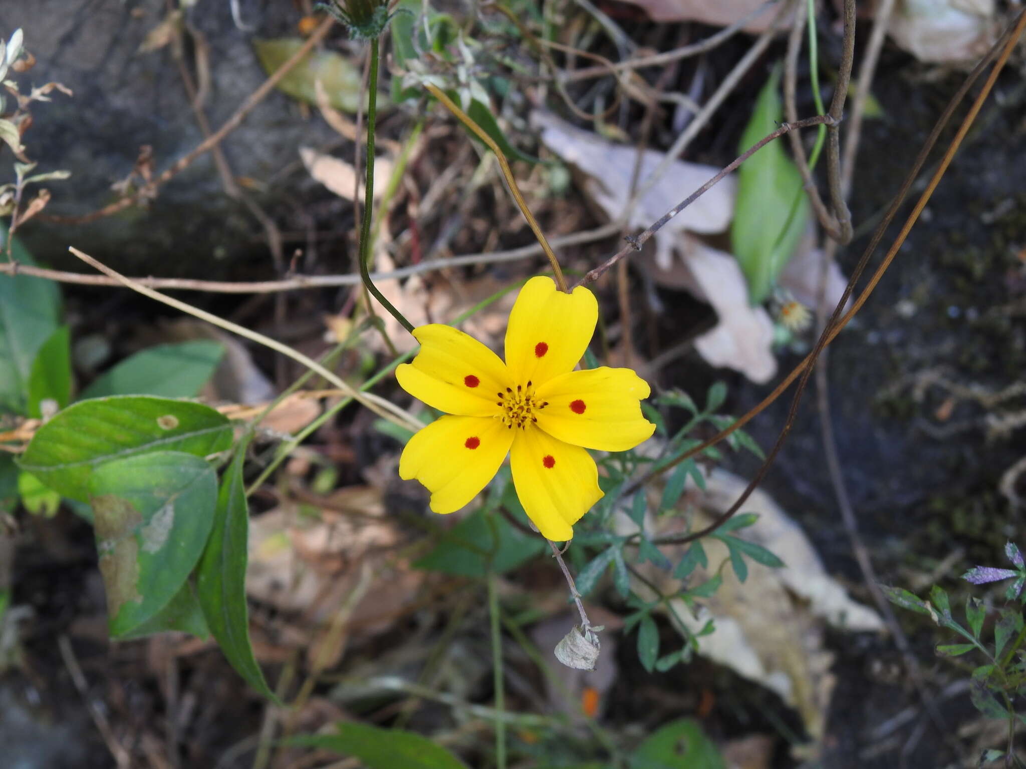 Imagem de Bidens ocellatus (Greenm.) T. E. Melchert