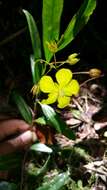 Ouratea lanceolata (Pohl) Engl. resmi