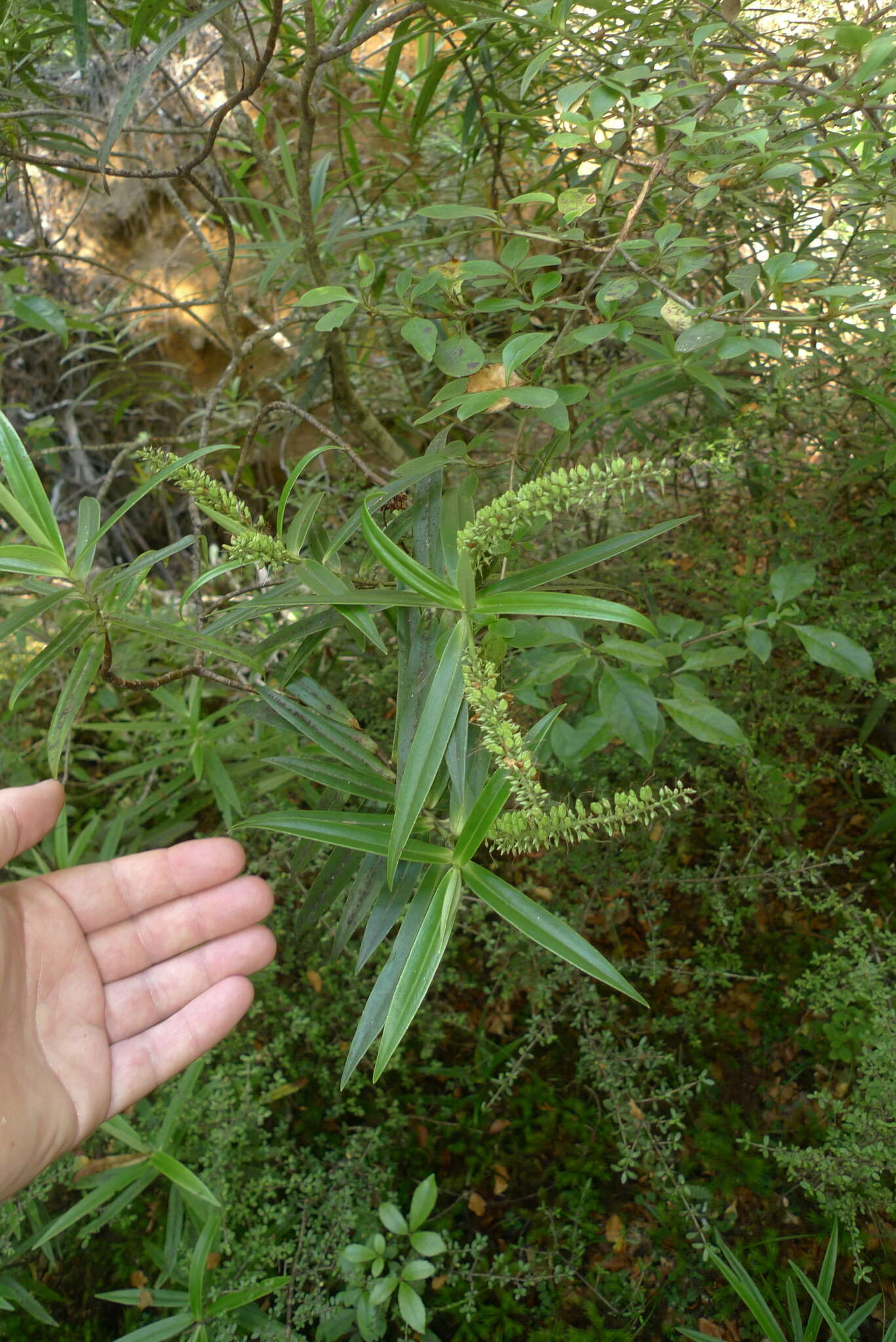 Image of Veronica corriganii (Carse) Garn.-Jones