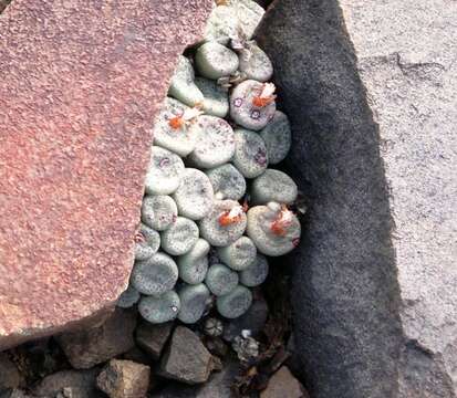 Image of Conophytum truncatum (Thunb.) N. E. Br.