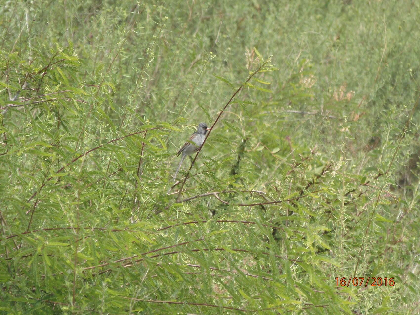 Image of Black-chinned Sparrow