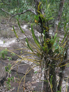 Image of Dendrobium ellipsophyllum Tang & F. T. Wang