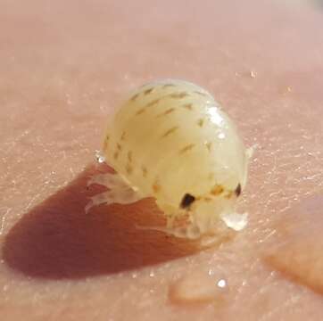 Image of Widefoot Beach Louse