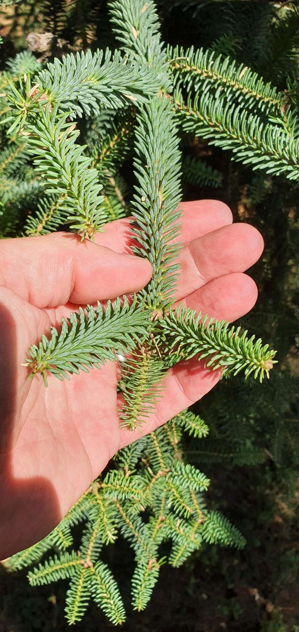 Image of Abies pinsapo var. pinsapo