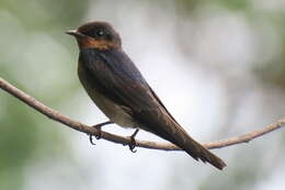 Image of Pacific Swallow