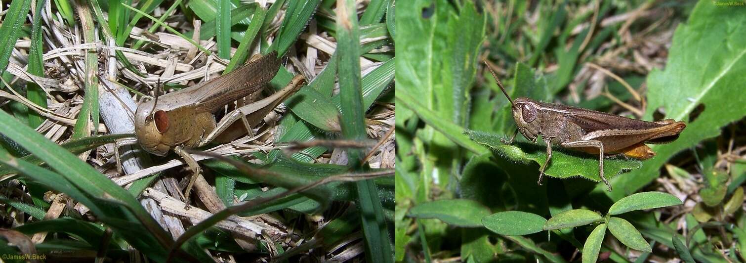 Image of Brown Winter Grasshopper