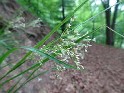 Image of oakforest woodrush