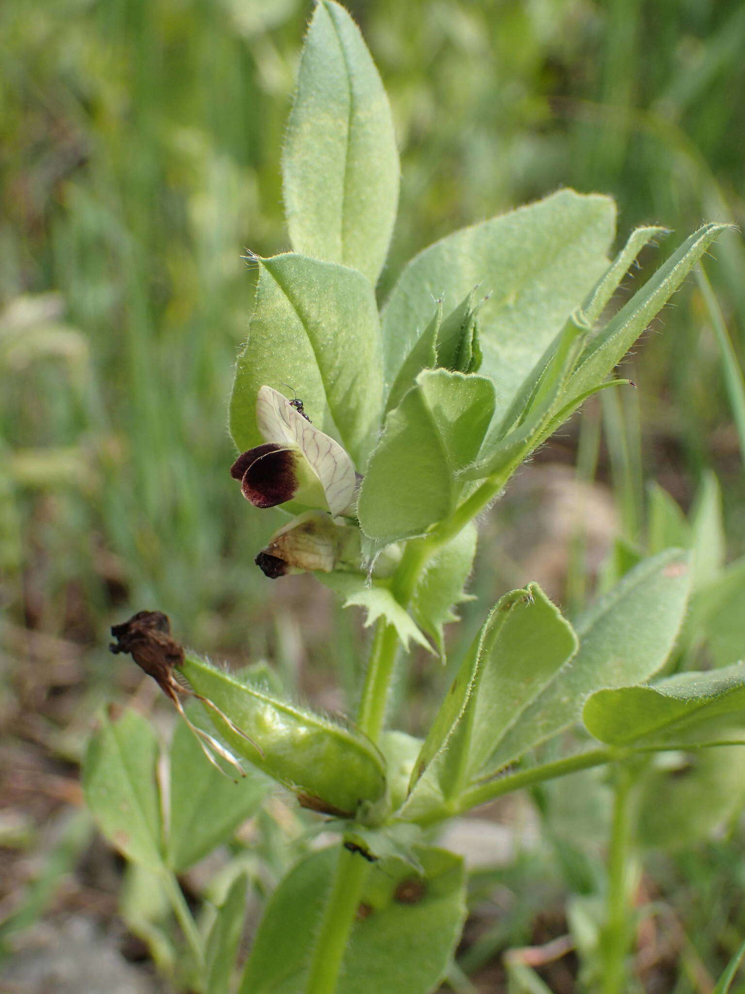 Image of Vicia johannis Tamamsch.