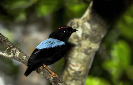 Image of Blue-backed Manakin